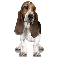 Basset Hound Picture