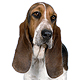 Basset Hound Photo