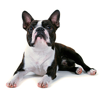 Boston Terrier Picture