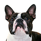 Boston Terrier Photo