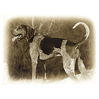 Bluetick Coonhound Picture