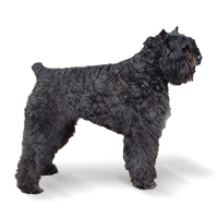 Bouvier des Flandres Picture