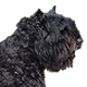 Bouvier des Flandres Photo