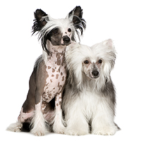 Chinese Crested Picture