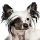 Chinese Crested Photo