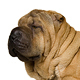 Chinese Shar-Pei Photo