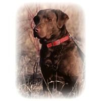 Chesapeake Bay Retriever Picture