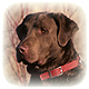 Chesapeake Bay Retriever Photo