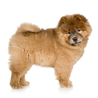 Chow Chow Picture