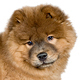 Chow Chow Photo