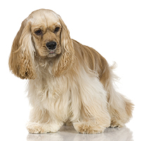 Cocker Spaniel Picture