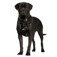 Cane Corso Picture