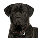 Cane Corso Photo