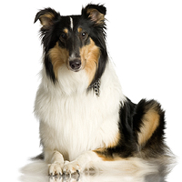 Collie Picture