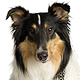 Collie Photo