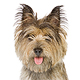 Cairn Terrier Photo