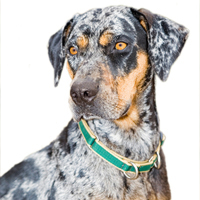 Catahoula Leopard Dog Picture