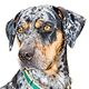 Catahoula Leopard Dog Photo