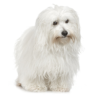 Coton de Tulear Picture