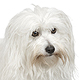 Coton de Tulear Photo