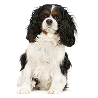 Cavalier King Charles Spaniel Picture