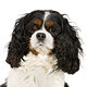 Cavalier King Charles Spaniel Photo