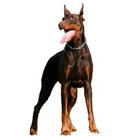 Doberman Picture