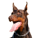 Doberman Photo