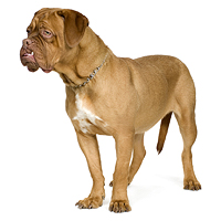 Dogue de Bordeaux Picture