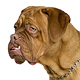 Dogue de Bordeaux Photo