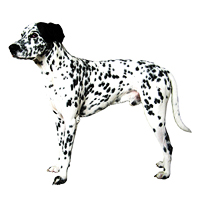 Dalmatian Photo