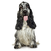 English Cocker Spaniel Picture