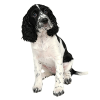 English Springer Spaniel Picture