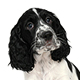 English Springer Spaniel Photo