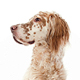 English Setter Photo