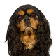 English Toy Spaniel Photo