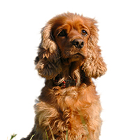 Field Spaniel Picture