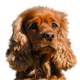 Field Spaniel Photo