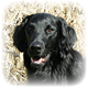 Flat-Coated Retriever Photo