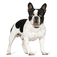 French Bulldog Picture