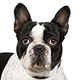 French Bulldog Photo