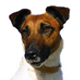 Fox Terrier - Smooth Photo