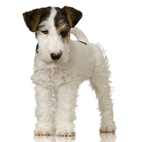 Fox Terrier - Wire Picture