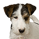 Fox Terrier - Wire Photo