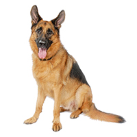 German Shepherd Dog Picture