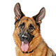 German Shepherd Dog Photo