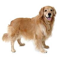 Golden Retriever Picture