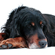 Gordon Setter Photo