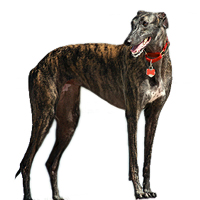 Greyhound Picture