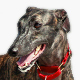 Greyhound Photo